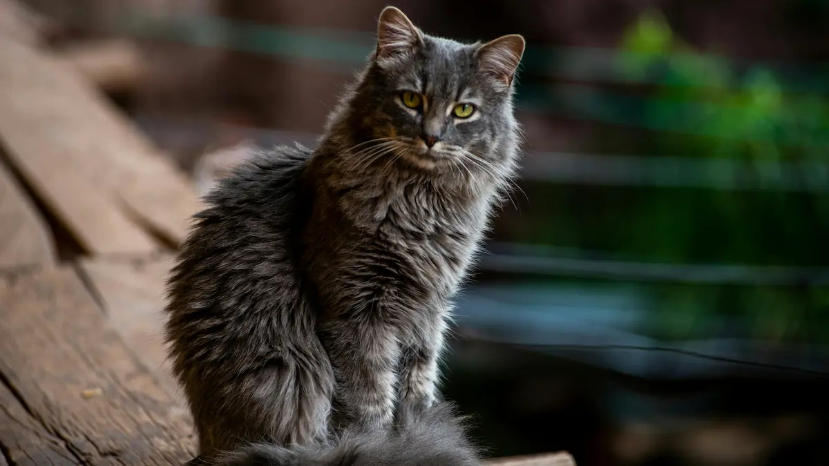 Кошка, миска и игрушка — образы Всемирного дня кошек